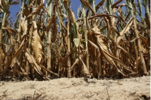 Intesa Sanpaolo Bank ofera solutii financiare agricultorilor afectati de seceta